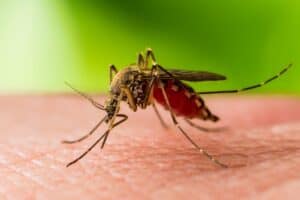 First positive West Nile virus cases found